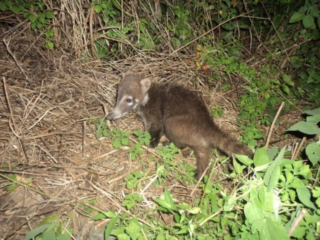 Coati en el parque